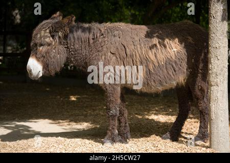 Poitou donkey (Equus asinus asinus), in an outdoor enclosure at a zoo Stock Photo