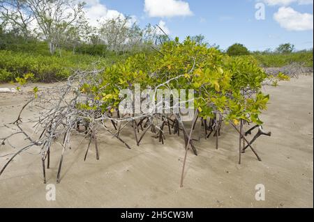 black mangrove (Avicennia germinans), at the coast of Isla Santa Maria, Ecuador, Galapagos Islands, Isla Santa Maria, Cormorant Point Stock Photo