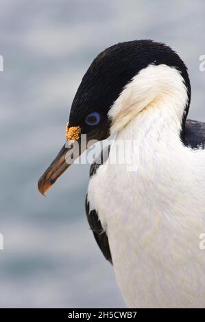 blue-eyed cormorant (Phalacrocorax atriceps, Leucocarbo atriceps), portrait, Antarctica, Petermann Island Stock Photo