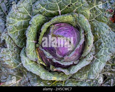 Red cabbage, purple cabbage, red kraut, blue kraut (Brassica oleracea var. capitata f. rubra), cabbage head, top view, Germany, Hamburg Stock Photo