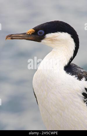 blue-eyed cormorant (Phalacrocorax atriceps, Leucocarbo atriceps), portrait, Antarctica, Petermann Island Stock Photo