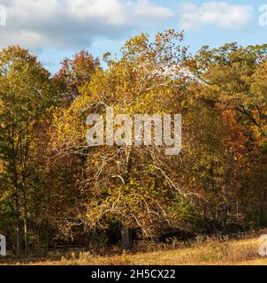 A dying tree and a wooden fence in the Gettysburg National Military Park on a sunny fall day Stock Photo