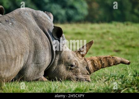 Resting White Rhino Stock Photo