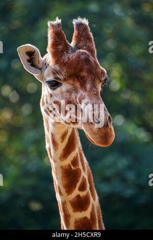 Giraffe head and neck Stock Photo
