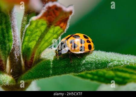 Harlequin Ladybird on leaf Stock Photo