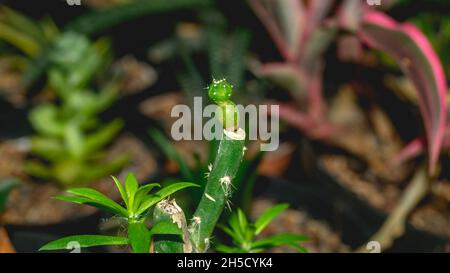 Astrophytum asterias seedling grafted on Pereskiopsis. Stock Photo