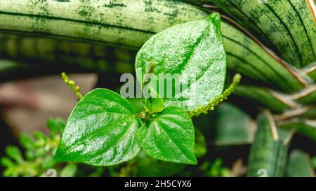 Closeup of Peperomia pellucida, medicinal herbs form Asia region Stock Photo