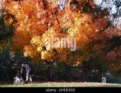 St. Louis, United States. 08th Nov, 2021. A visitor to Forest Park works to train his dog to sit, enjoying 72 degree temperatures as the trees are in full fall colors in St. Louis on Monday, November 8, 2021. Photo by Bill Greenblatt/UPI Credit: UPI/Alamy Live News Stock Photo