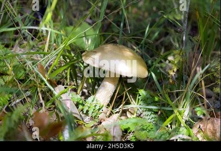 Closup shot of the Amanita crocea fungus in the woods Stock Photo