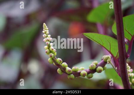 Anredera cordifolia (Also called Madeira vine, mignonette vine) with a natural. This plant is used to treat wounds on the skin, prevent strokes, maint Stock Photo