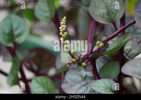 Anredera cordifolia (Also called Madeira vine, mignonette vine) with a natural. This plant is used to treat wounds on the skin, prevent strokes, maint Stock Photo