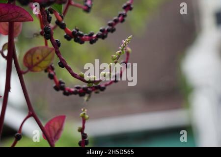 Anredera cordifolia (Also called Madeira vine, mignonette vine) with a natural. This plant is used to treat wounds on the skin, prevent strokes, maint Stock Photo