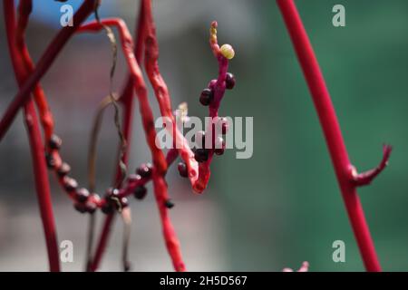 Anredera cordifolia (Also called Madeira vine, mignonette vine) with a natural. This plant is used to treat wounds on the skin, prevent strokes, maint Stock Photo