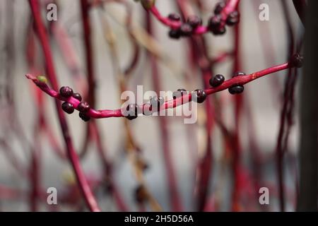 Anredera cordifolia (Also called Madeira vine, mignonette vine) with a natural. This plant is used to treat wounds on the skin, prevent strokes, maint Stock Photo