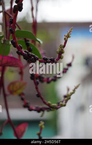 Anredera cordifolia (Also called Madeira vine, mignonette vine) with a natural. This plant is used to treat wounds on the skin, prevent strokes, maint Stock Photo