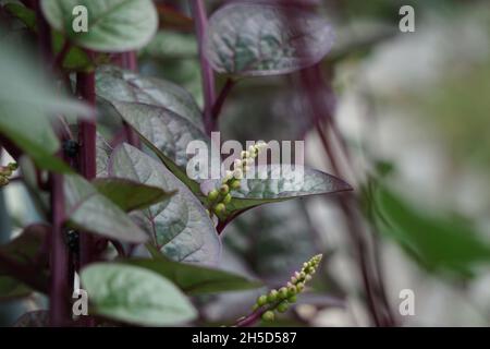 Anredera cordifolia (Also called Madeira vine, mignonette vine) with a natural. This plant is used to treat wounds on the skin, prevent strokes, maint Stock Photo