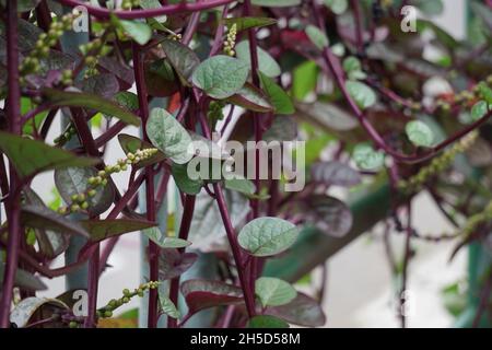 Anredera cordifolia (Also called Madeira vine, mignonette vine) with a natural. This plant is used to treat wounds on the skin, prevent strokes, maint Stock Photo