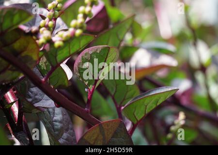 Anredera cordifolia (Also called Madeira vine, mignonette vine) with a natural. This plant is used to treat wounds on the skin, prevent strokes, maint Stock Photo