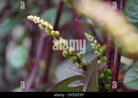 Anredera cordifolia (Also called Madeira vine, mignonette vine) with a natural. This plant is used to treat wounds on the skin, prevent strokes, maint Stock Photo