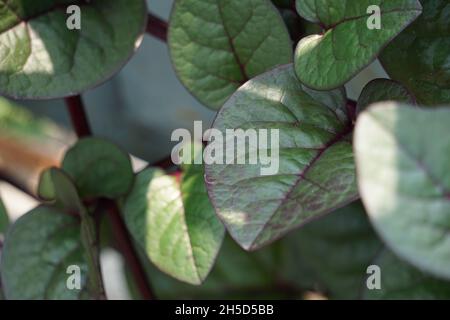 Anredera cordifolia (Also called Madeira vine, mignonette vine) with a natural. This plant is used to treat wounds on the skin, prevent strokes, maint Stock Photo