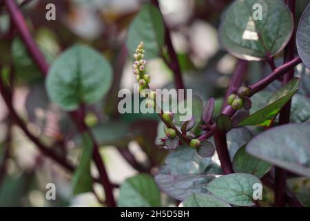 Anredera cordifolia (Also called Madeira vine, mignonette vine) with a natural. This plant is used to treat wounds on the skin, prevent strokes, maint Stock Photo