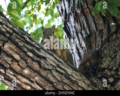Beverly Hills, California, USA 11th September 2021 A general view of atmosphere of Squirrel on September 11, 2021 in Beverly Hills, California, USA. Photo by Barry King/Alamy Stock Photo Stock Photo