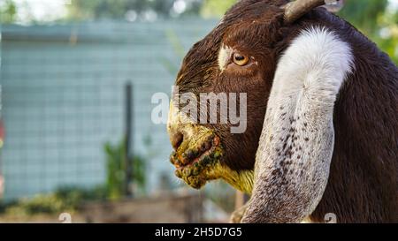 Contagious ecthyma infection in the mouth of a brown goat. Mouth and foot common Diseases of Dairy Goats and Sheep Stock Photo