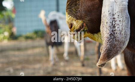 Infected a brown goat with mouth and foot diease. Contagious pustular dermatitis. A common diease in goat species. Contagious pustular dermatitis is a Stock Photo