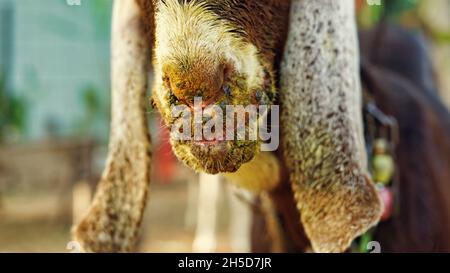 Infected a brown goat with mouth and foot diease. Contagious pustular dermatitis. A common diease in goat species. Contagious pustular dermatitis is a Stock Photo