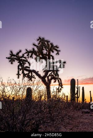 Cholla cactus silhouette with purple sky at sunset Stock Photo