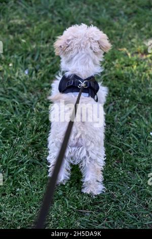 white toy poodle with black harness on his back alone, on the lawn in the garden. vertical Stock Photo