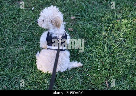 white puppy poodle toy with black harness with back facing to the side, on the grass in the park isolated. Horizontal. Copy space Stock Photo