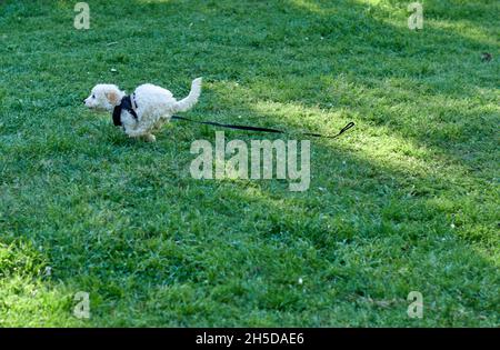 white poodle toy puppy runs away from its owner on lawn. puppy with black harness lost in the park. horizontal.Copy space Stock Photo