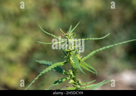 Top of an adult cannabis plant in trichomes. Blurred background Stock Photo