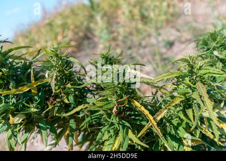 Buds of a mature green cannabis bush in trichomes. Growing outdoors Stock Photo