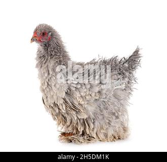 curly brahma in front of white background Stock Photo