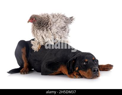 curly brahma and rottweiler in front of white background Stock Photo