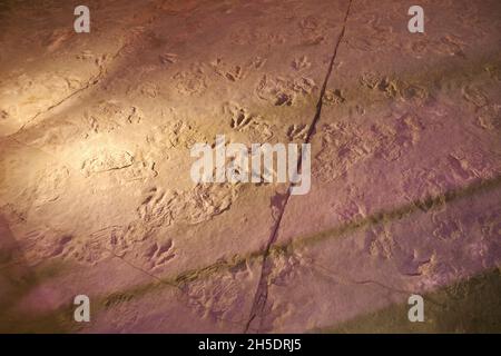 Real fossil tracks, discovered and preserved on this spot. At Dinosaur State Park near Hartford, Connecticut. Stock Photo