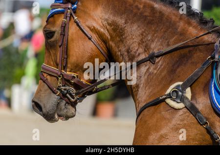 horse at a tournament detail view Stock Photo