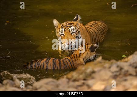 amazing tiger in the nature habitat tiger pose during the golden light time wildlife scene with danger animal hot summer in india dry area with be 2h5e22d