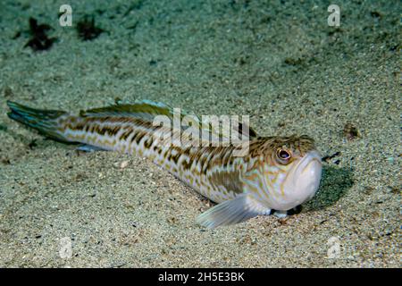 Greater weever (Trachinus draco) on sandy sea floor Stock Photo
