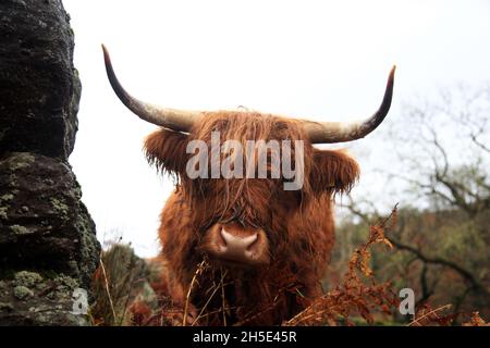 A Highland cow on the fells in the Lake district national park, Cumbria, England, UK. Stock Photo