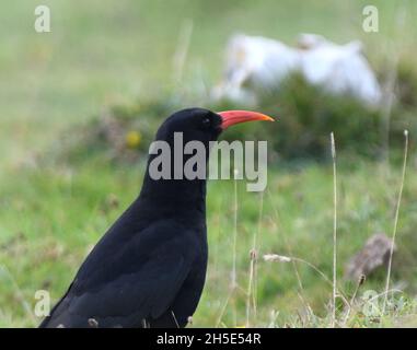 A chough  (Pyrrhocorax pyrrhocorax ) with its distinctive curved red bill feeding on invertebrates n short grass in its typical cliff-top habitat. It Stock Photo