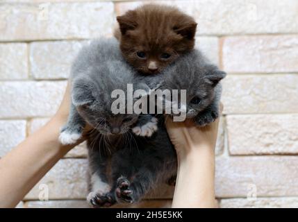 Bouquet of three kittens in your hands, theme domestic cats and kittens Stock Photo