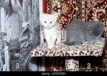 two kittens on a scratching post, the theme of domestic cats and kittens Stock Photo