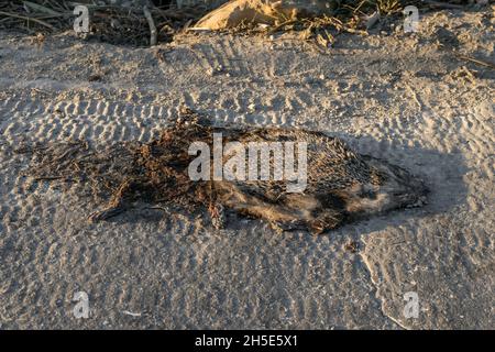 Human impact on nature, adult Algerian hedgehog, North African hedgehog, Atelerix algirus, roadkill Stock Photo