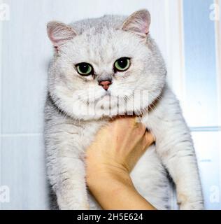 Scottish - British silver chinchilla hand, theme domestic cats Stock Photo