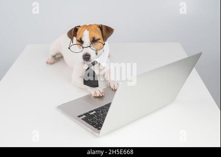 Jack russell terrier dog in glasses and tie works on laptop on white background. Stock Photo