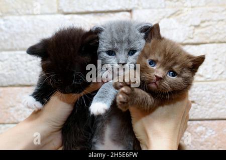 A bouquet of three Scottish kittens in the hands, the theme of domestic cats and kittens Stock Photo