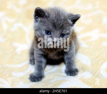 Scottish month-old kitten on the bed, the theme of domestic cats and kittens Stock Photo